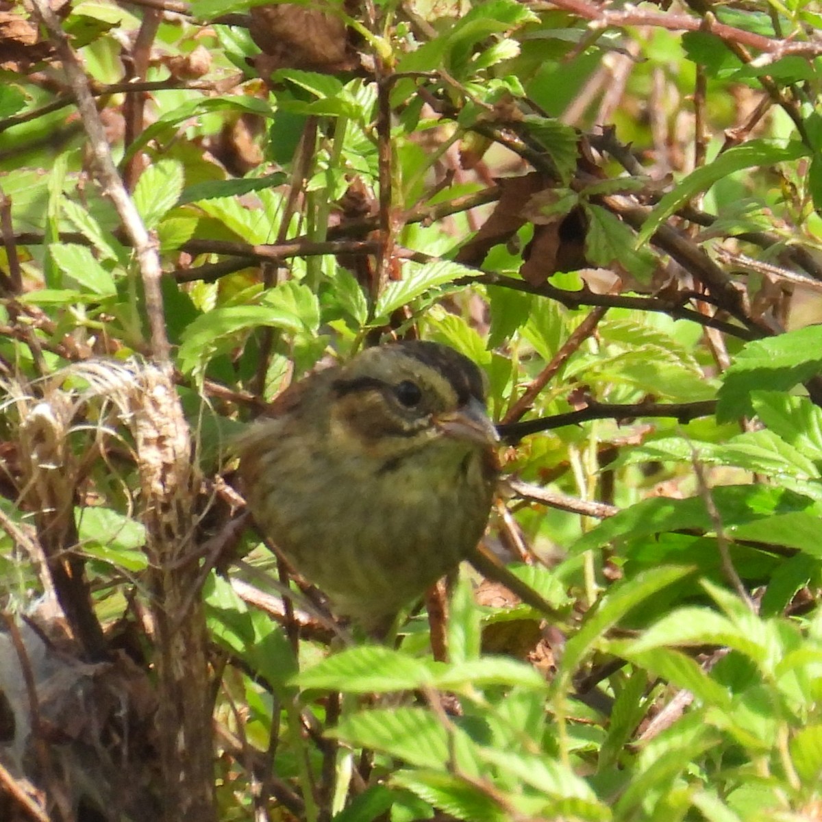 Swamp Sparrow - ML637993407
