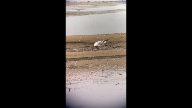 Black-headed Gull - ML637993434