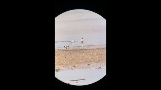Black-headed Gull - ML637993440