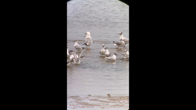 Black-headed Gull - ML637993441