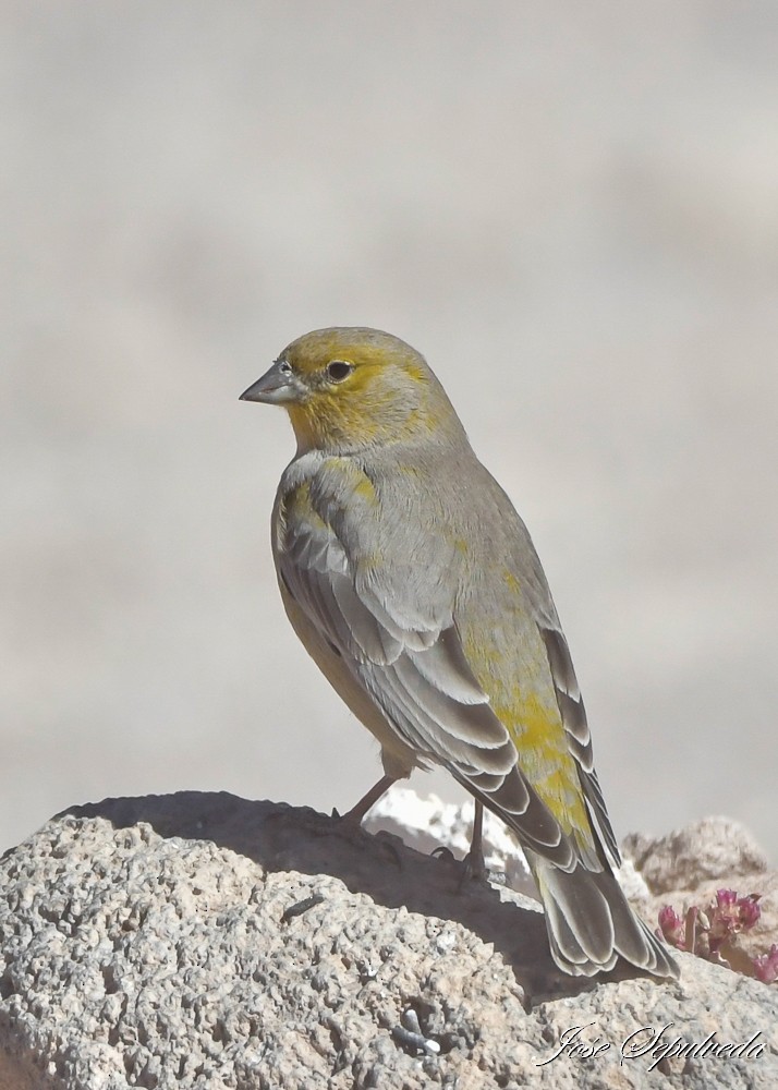 Bright-rumped Yellow-Finch - ML637993465