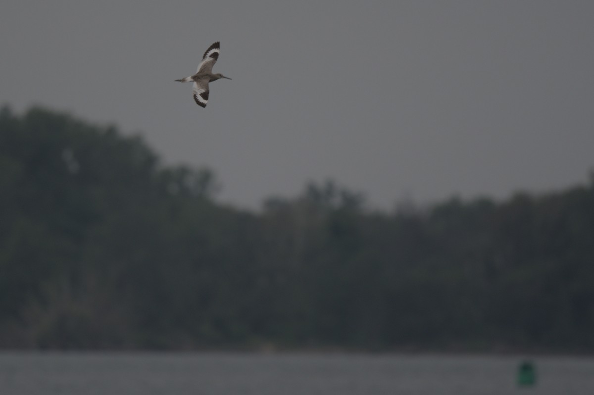 Willet - ML637993476