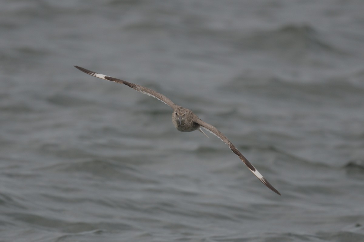 Willet - ML637993477