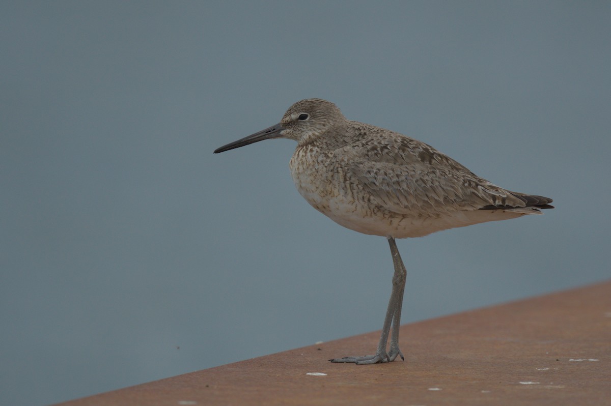 Willet - ML637993478