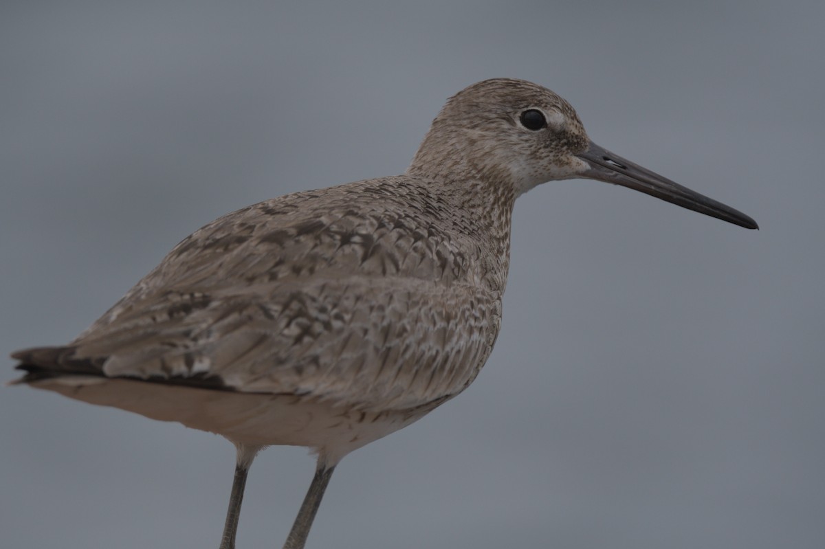 Willet - ML637993479