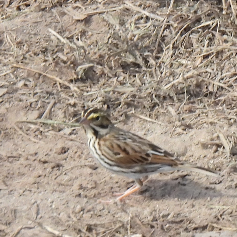 Savannah Sparrow - ML637993493