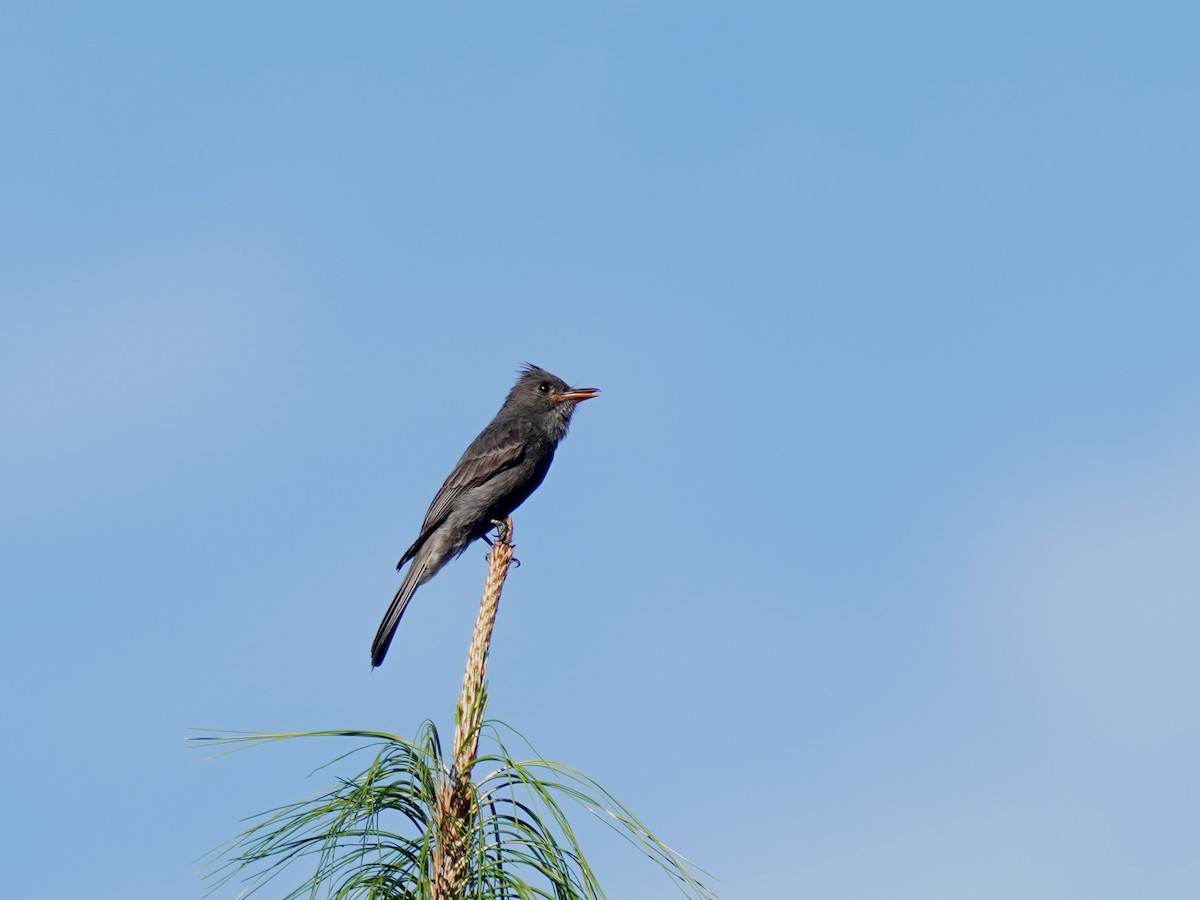 Smoke-colored Pewee - ML637993521