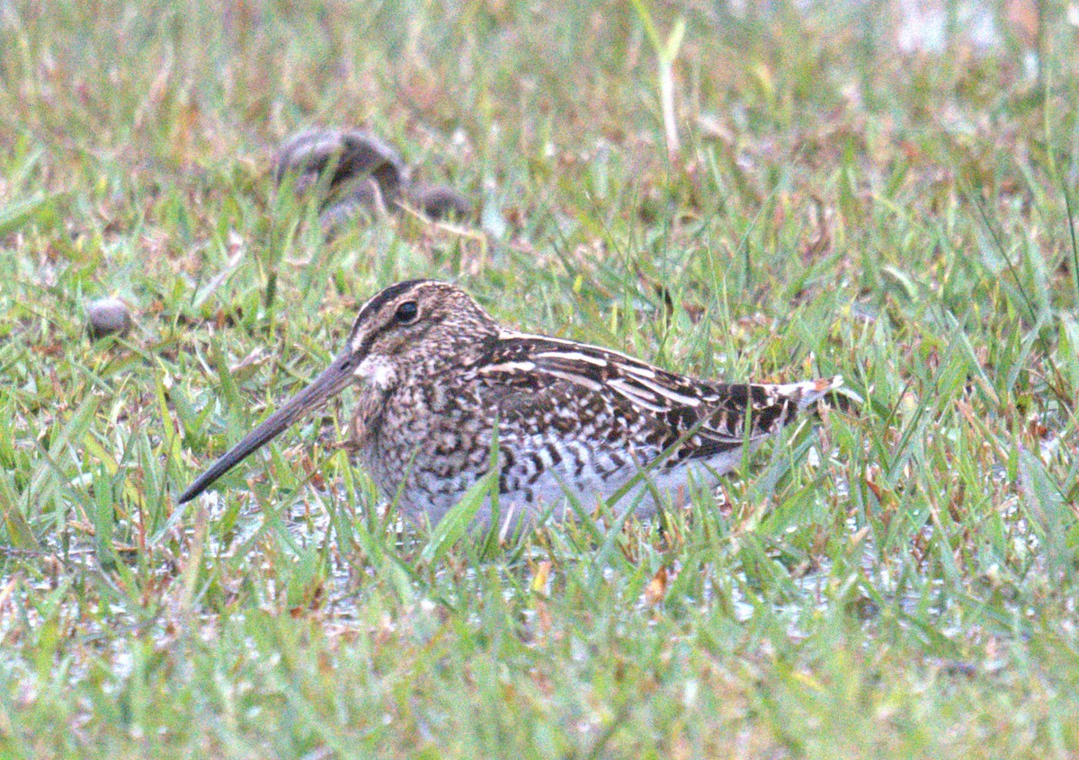 Pantanal Snipe - ML637993528