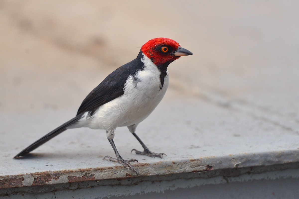 Red-capped Cardinal (Red-capped) - ML637993531