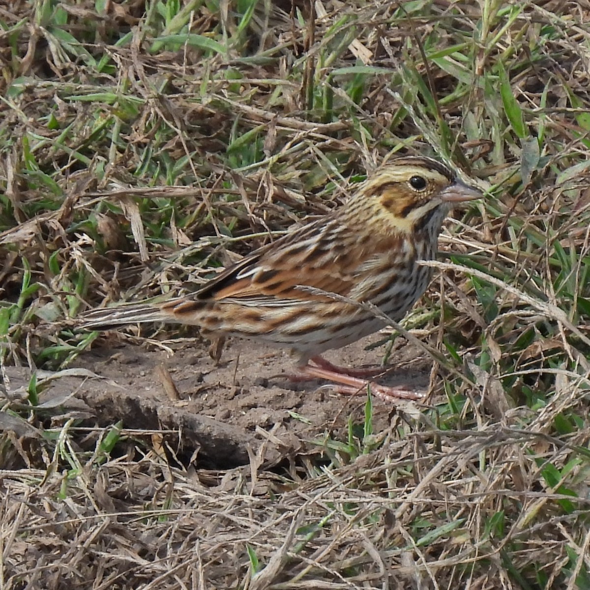 Savannah Sparrow - ML637993537