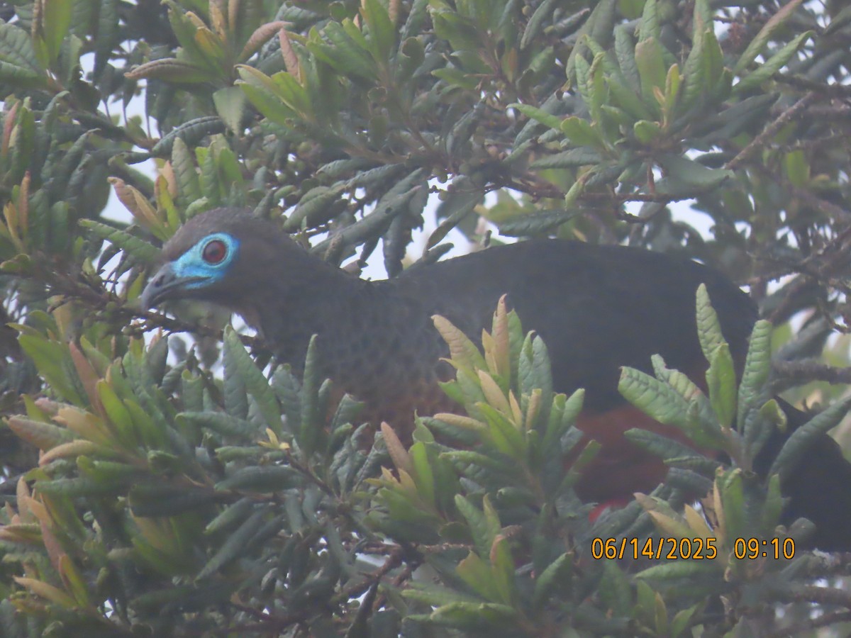 Sickle-winged Guan - ML637993542