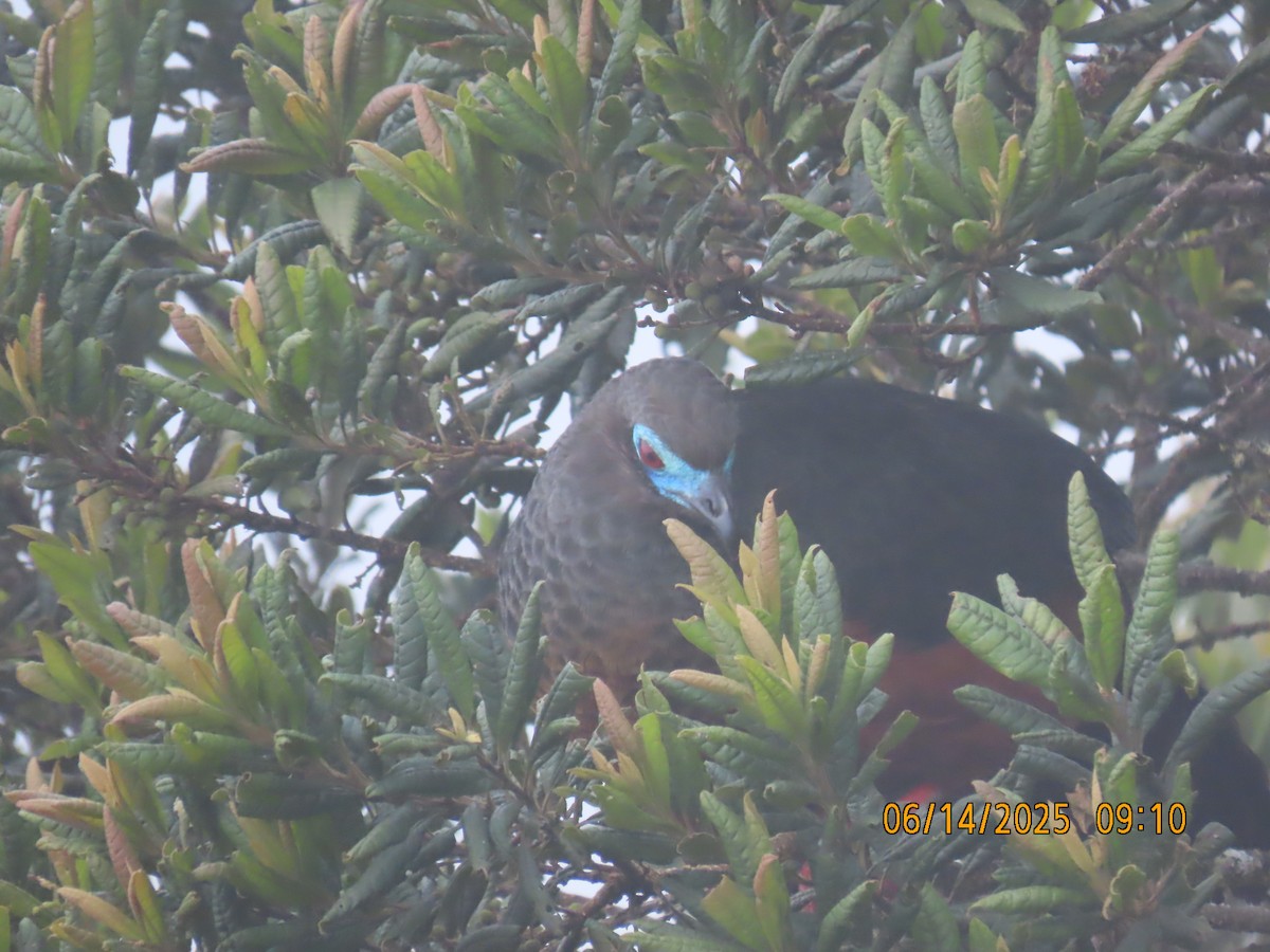 Sickle-winged Guan - ML637993549