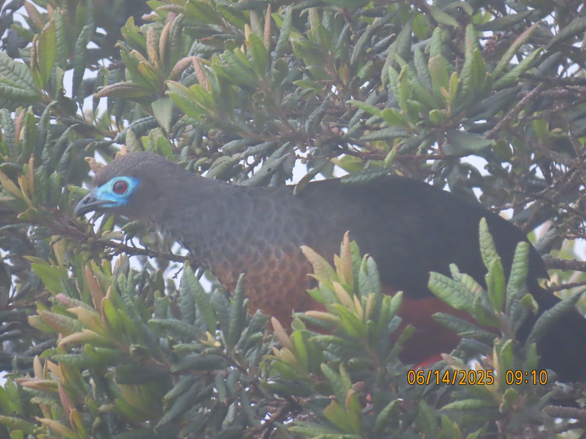 Sickle-winged Guan - ML637993554