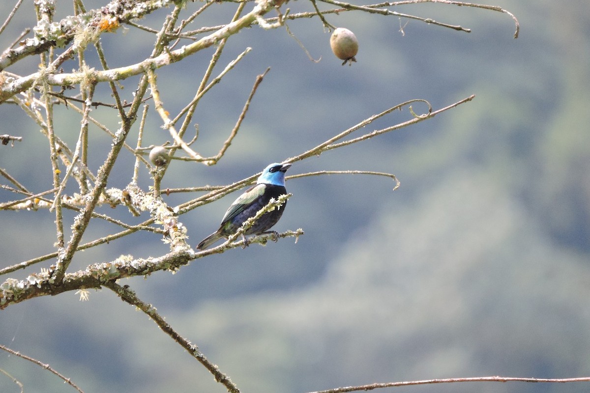 Blue-necked Tanager - ML637993562