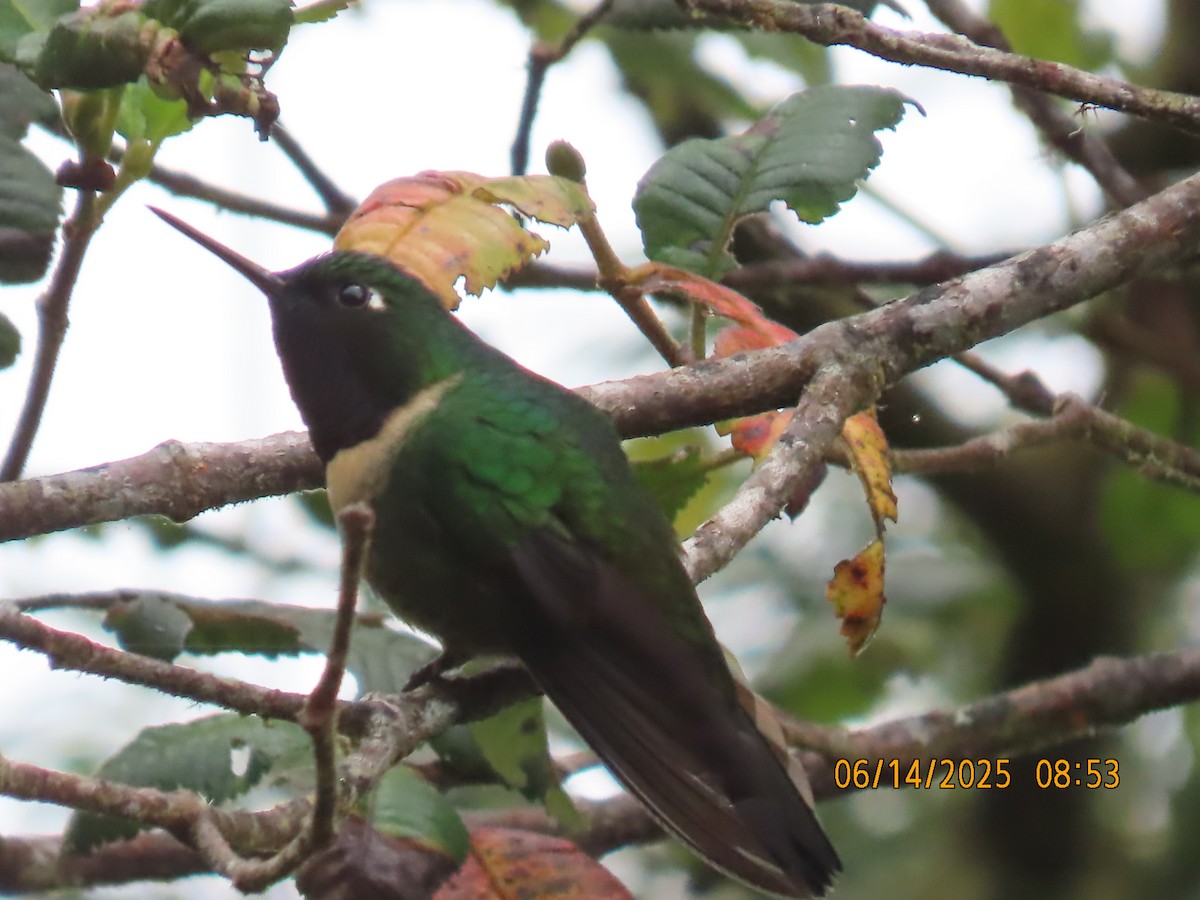 Amethyst-throated Sunangel - ML637993568