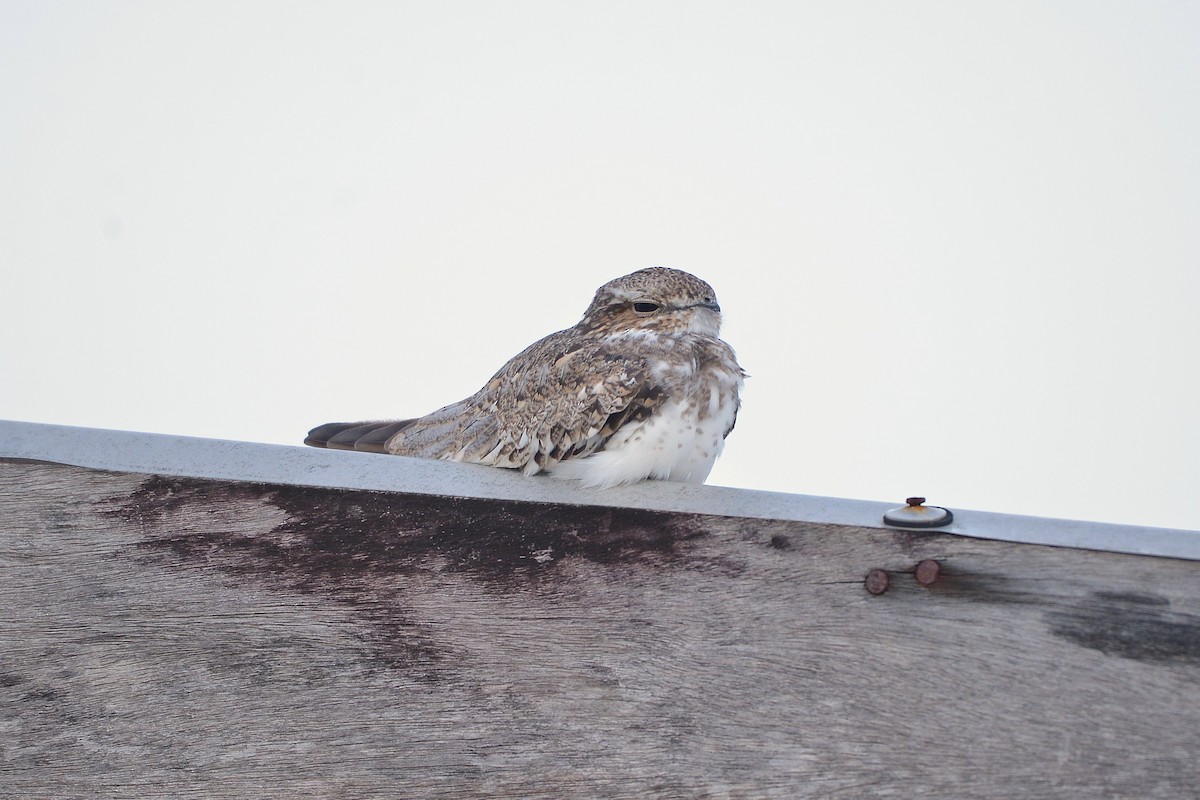 Sand-colored Nighthawk - ML637993582