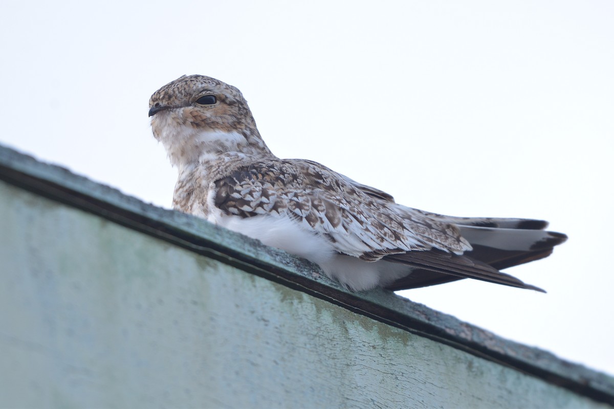 Sand-colored Nighthawk - ML637993584
