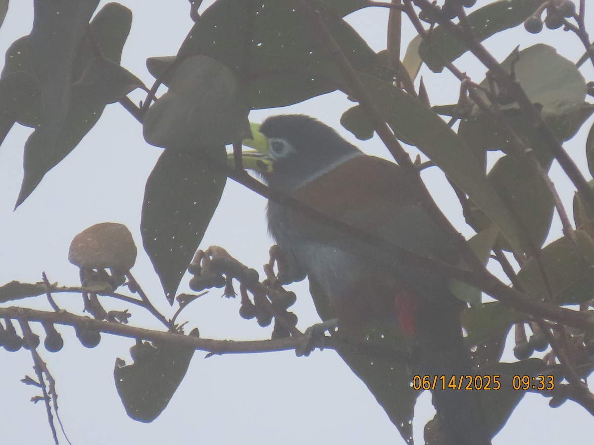 Hooded Mountain-Toucan - ML637993585