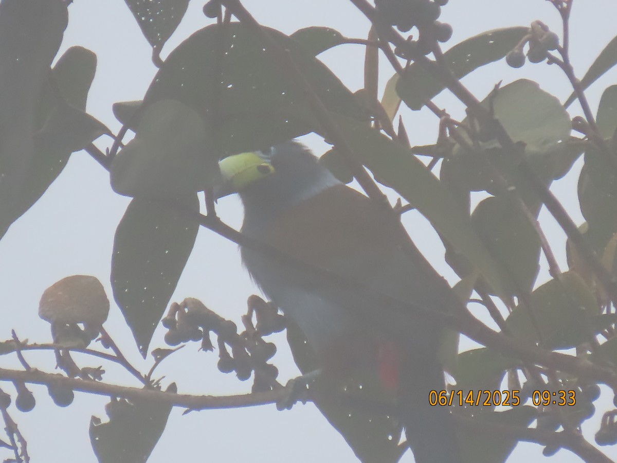 Hooded Mountain-Toucan - ML637993590