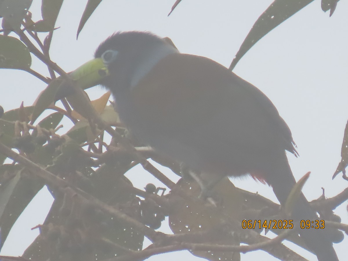 Hooded Mountain-Toucan - ML637993596