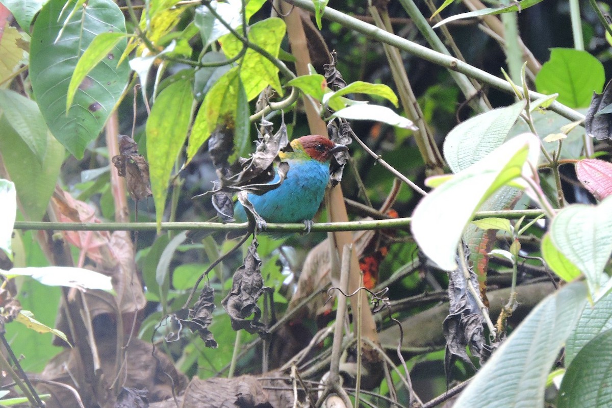 Bay-headed Tanager - ML637993603