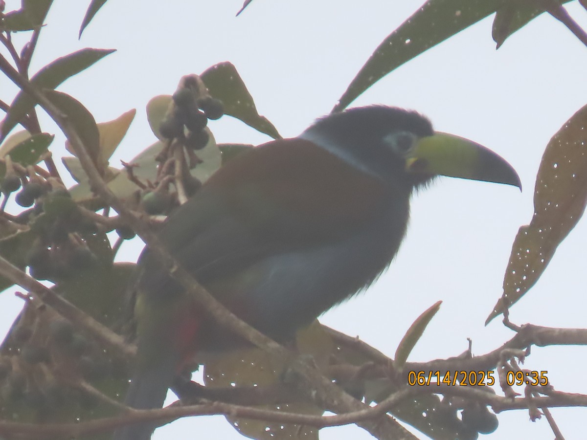 Hooded Mountain-Toucan - ML637993605