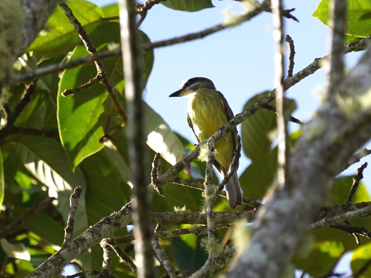 Golden-bellied Flycatcher - ML637993606