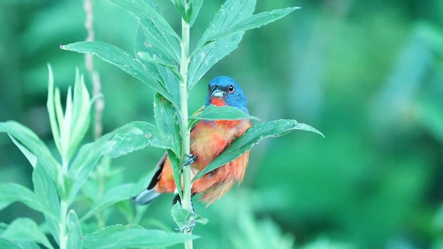 Painted Bunting - ML637993619