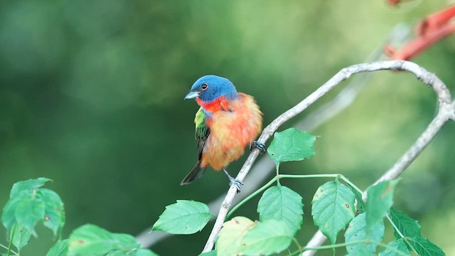 Painted Bunting - ML637993620