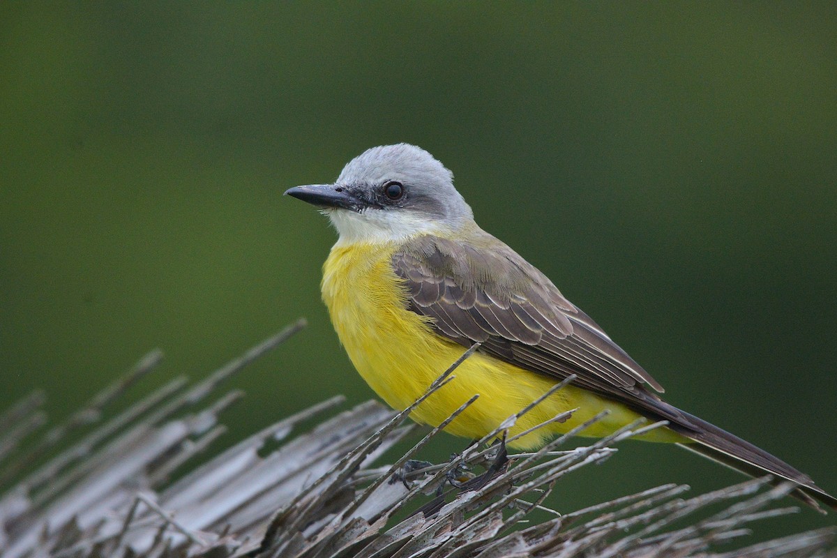 White-throated Kingbird - ML637993642