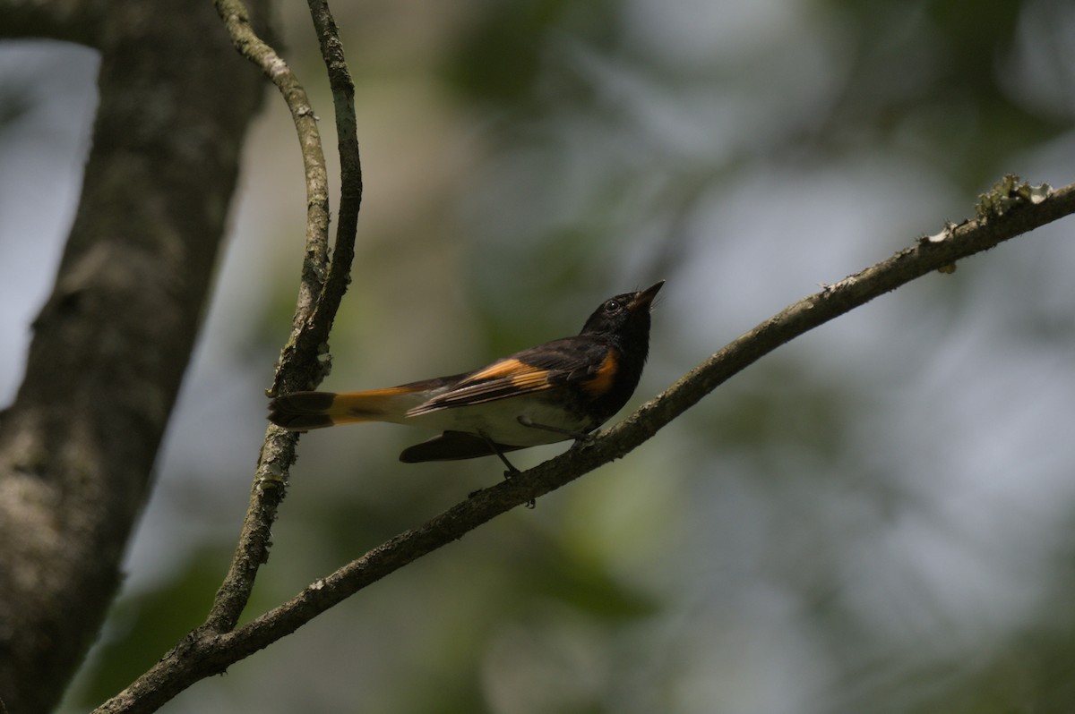 American Redstart - ML637993649