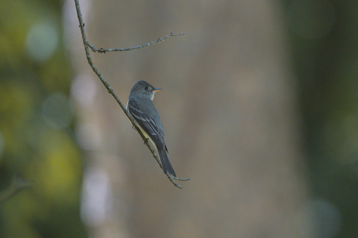 Eastern Wood-Pewee - ML637993655