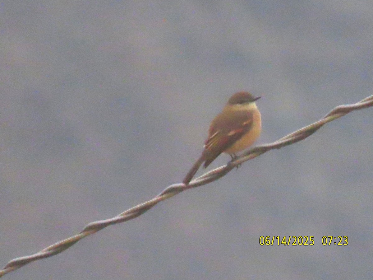 Ochraceous-breasted Flycatcher - ML637993659