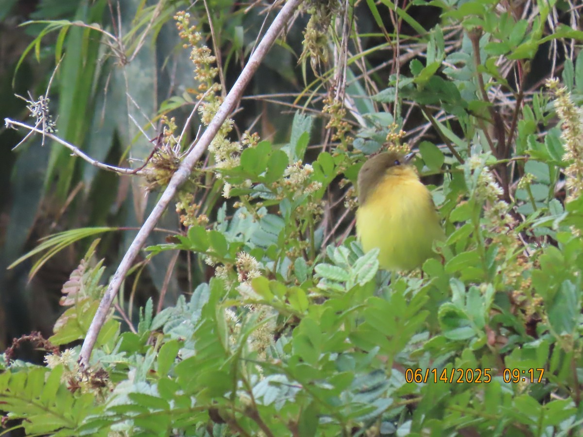 Ochraceous-breasted Flycatcher - ML637993666