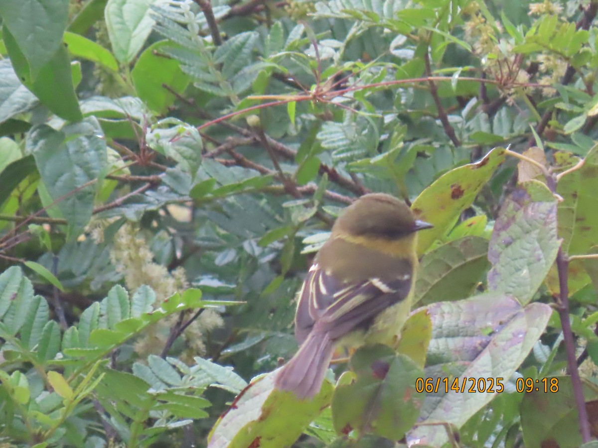 Ochraceous-breasted Flycatcher - ML637993671