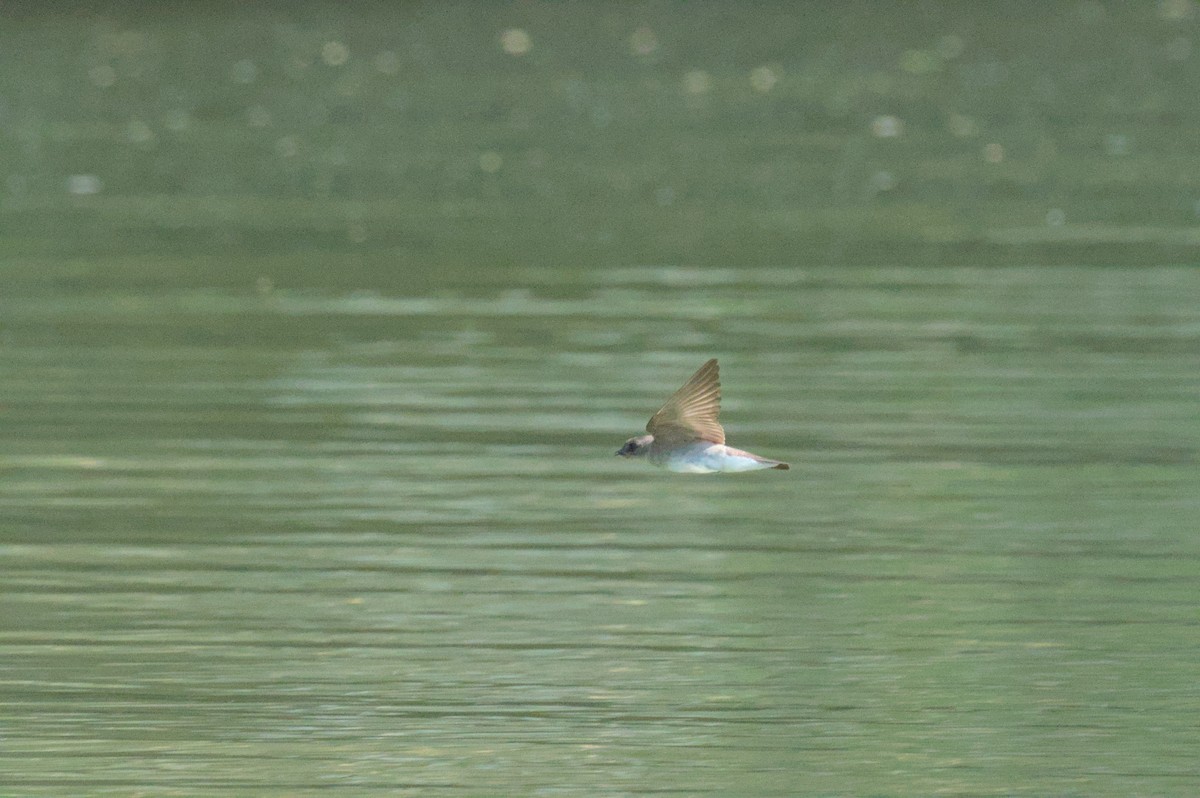 Northern Rough-winged Swallow - ML637993683