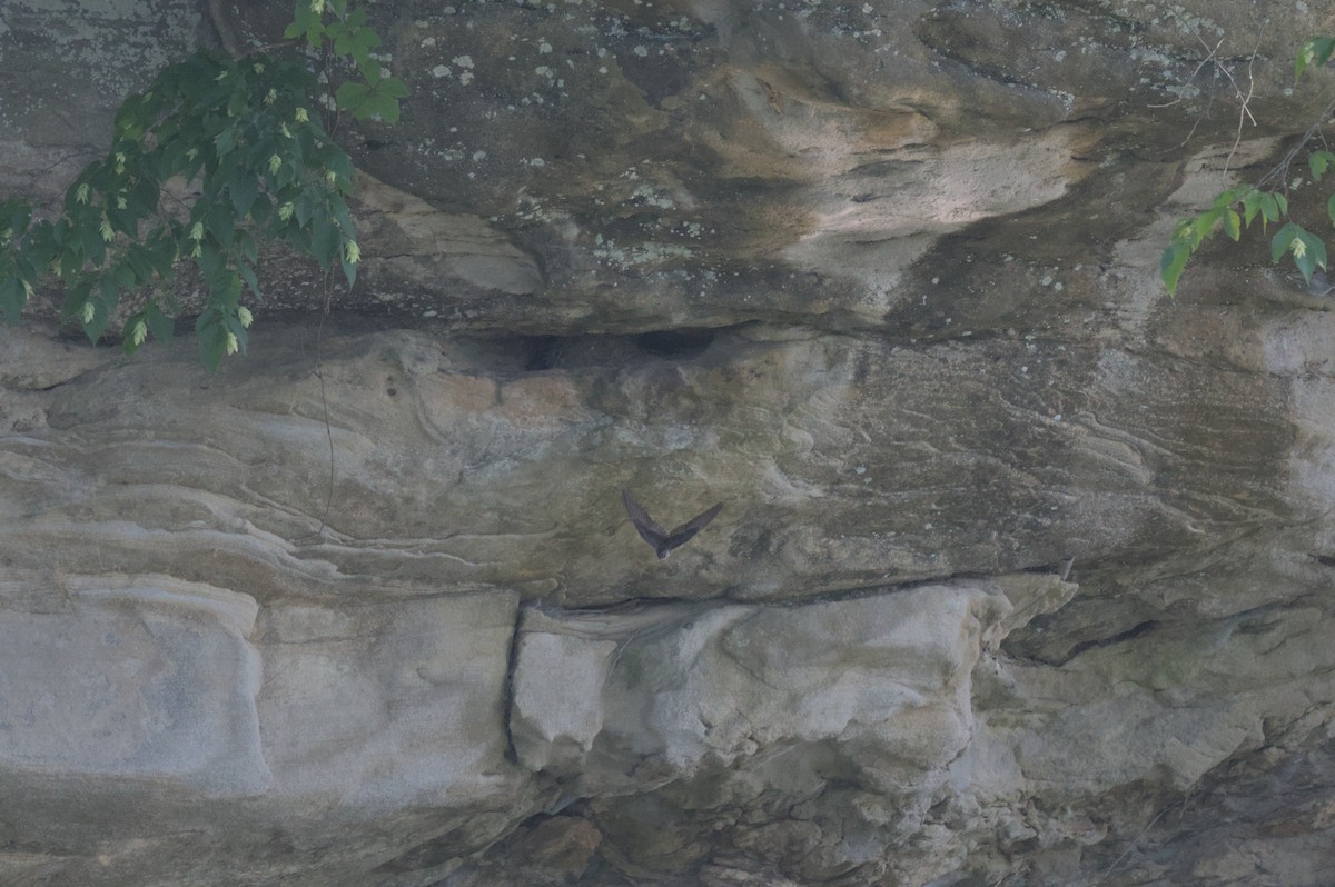Northern Rough-winged Swallow - ML637993684