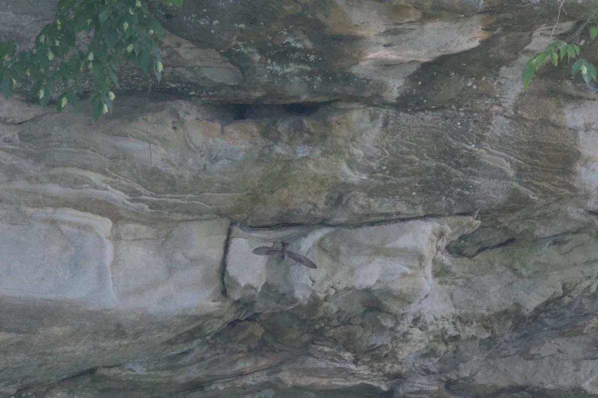 Northern Rough-winged Swallow - ML637993685