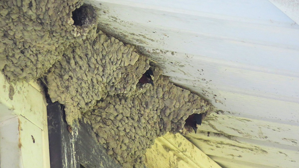 Cliff Swallow - ML637993691