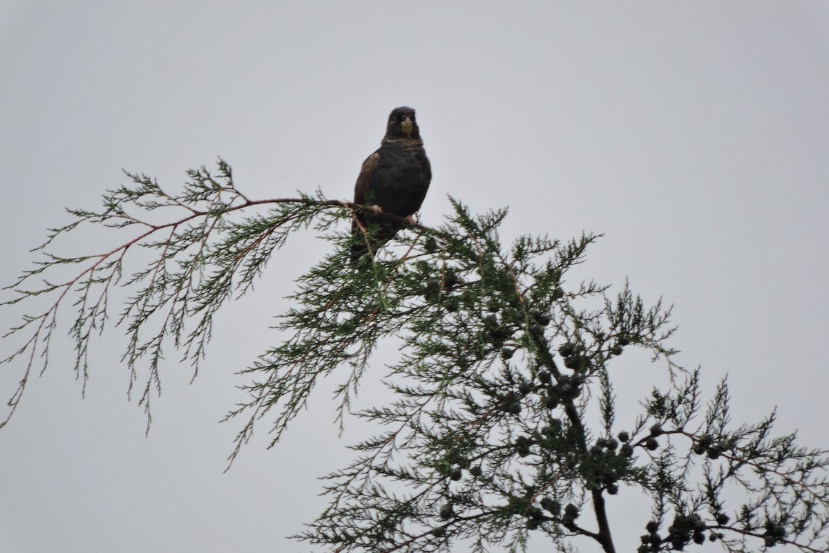 Bronze-winged Parrot - ML637993693