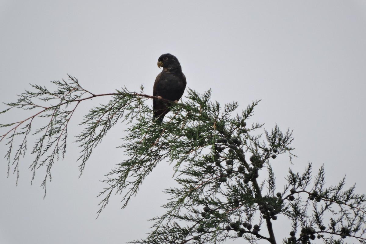 Bronze-winged Parrot - ML637993695