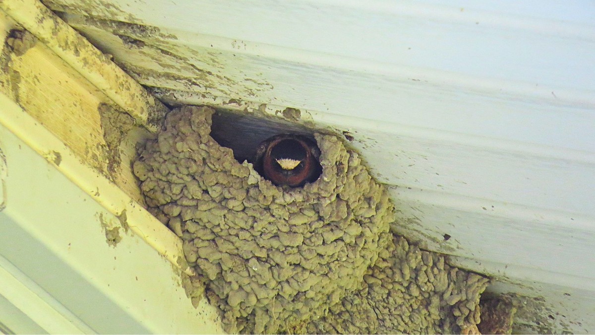 Cliff Swallow - ML637993698