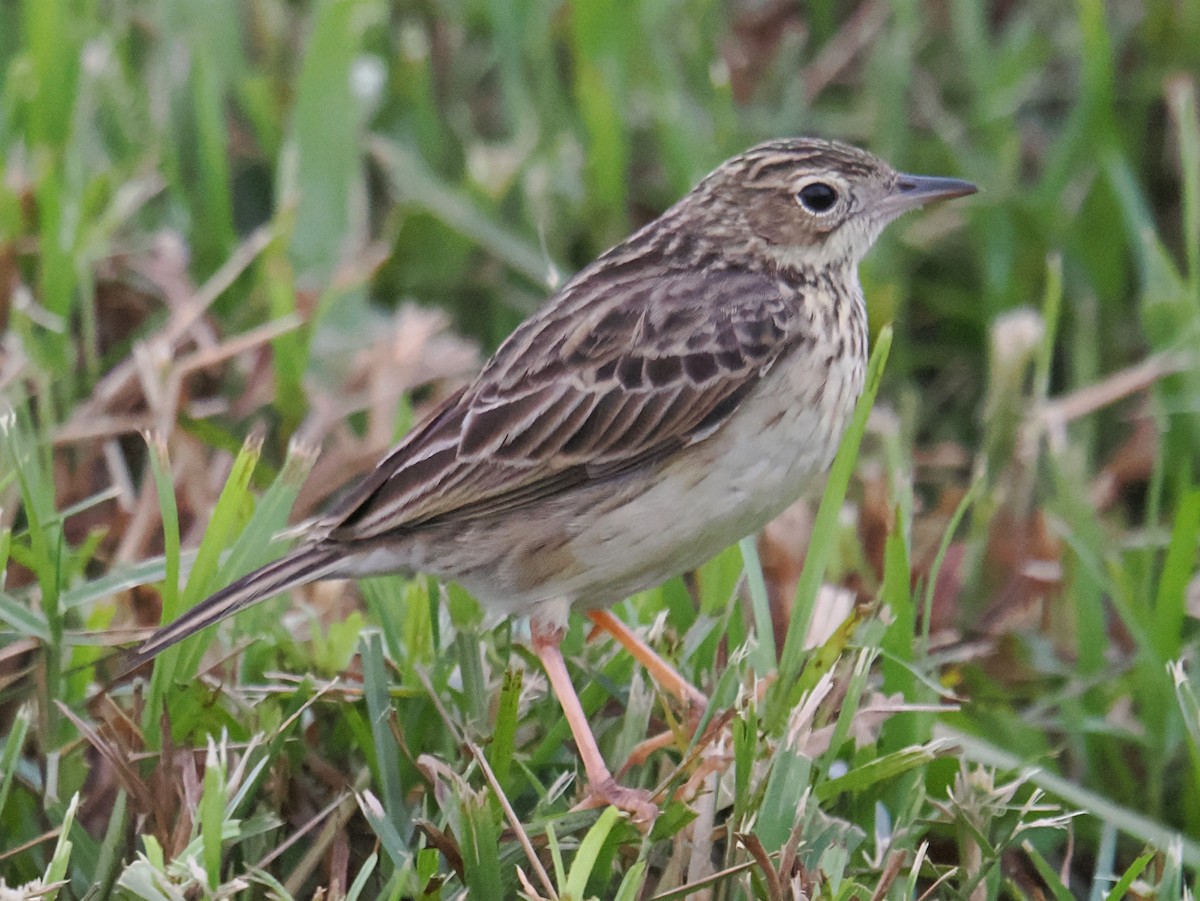 Yellowish Pipit - ML637993708