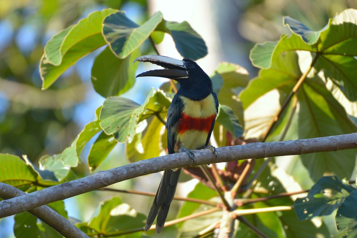 Black-necked Aracari - ML637993712