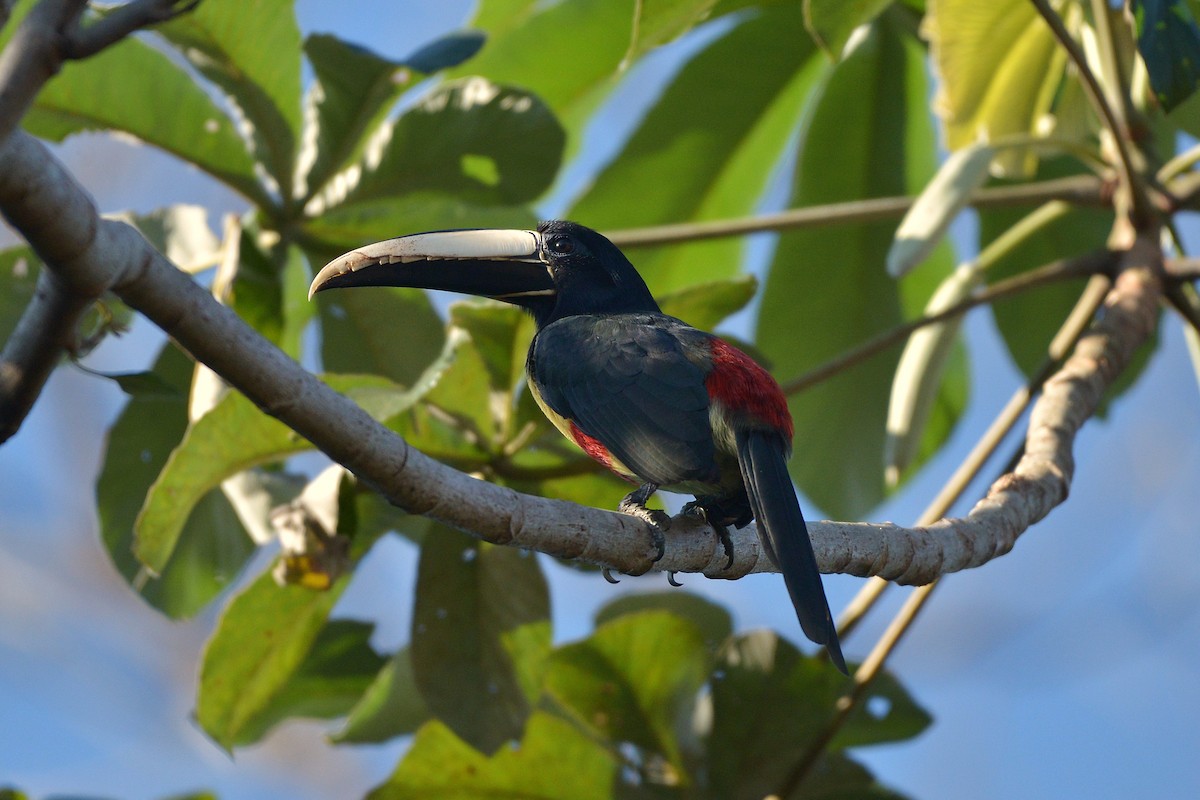 Black-necked Aracari - ML637993713