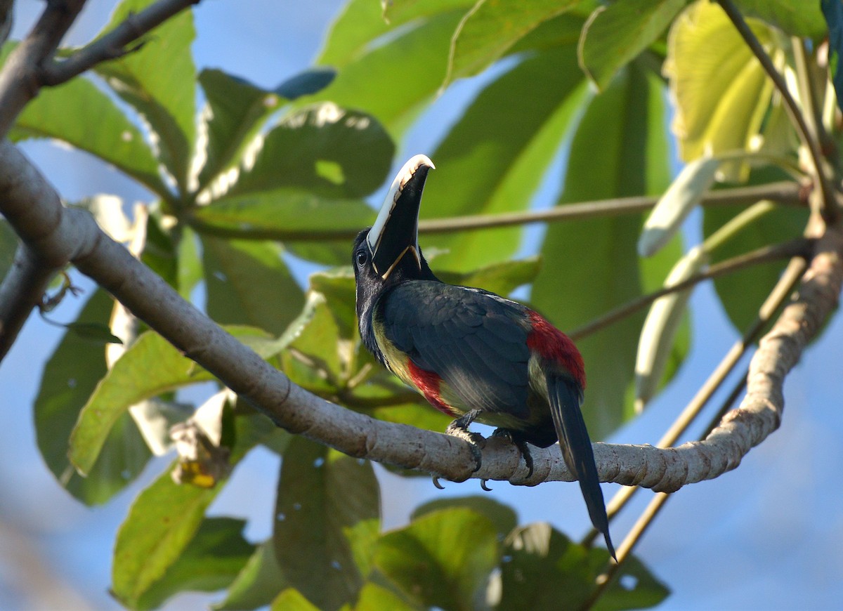 Black-necked Aracari - ML637993714