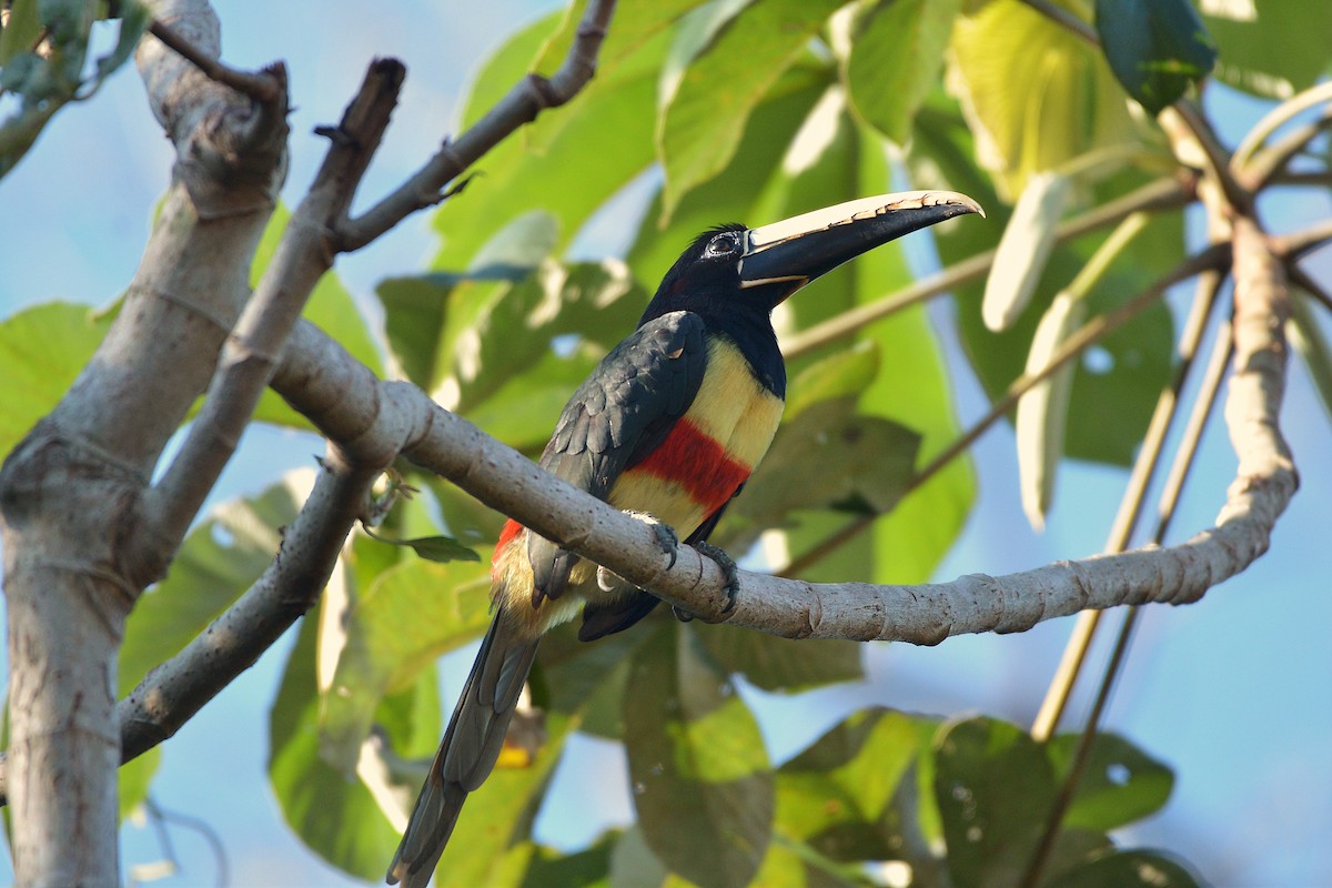 Black-necked Aracari - ML637993715