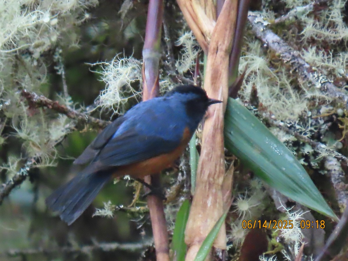 Blue-backed Conebill - ML637993761