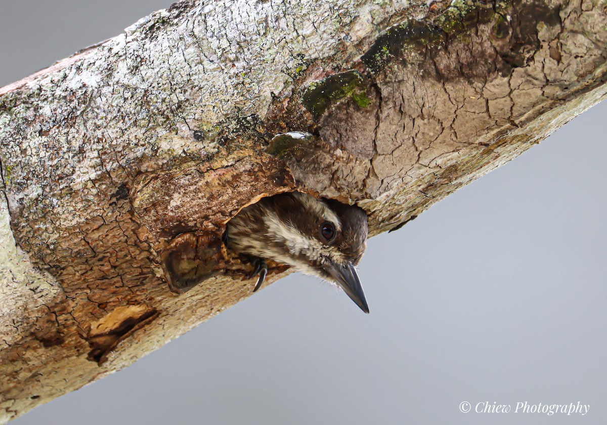 Sunda Pygmy Woodpecker - ML637993768