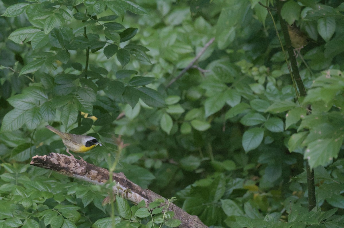 Common Yellowthroat - ML637993769